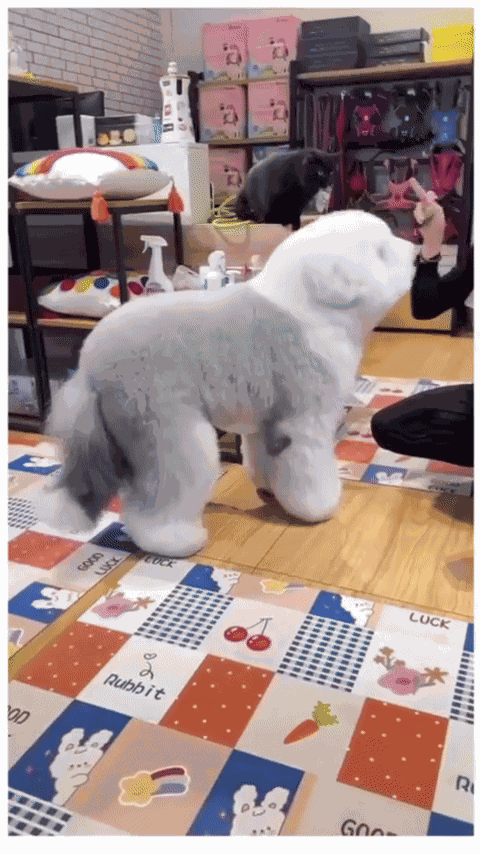 GIF animé