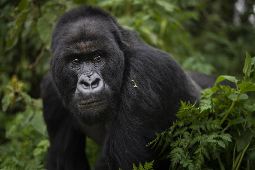 FILE - In this Monday, Sept. 2, 2019, file photo, a silverback mountain gorilla named Segasira walks in Volcanoes National Park, Rwanda. Conservationists are worried about the coronavirus spreading am ...