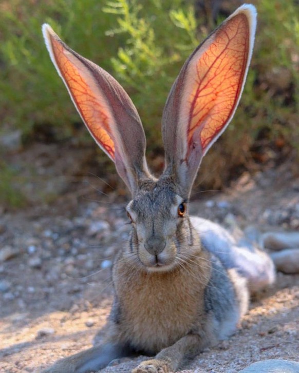 cute news animal tier hase rabbit

https://www.reddit.com/r/Awwducational/comments/xdhqcd/antelope_jackrabbits_are_known_for_their/