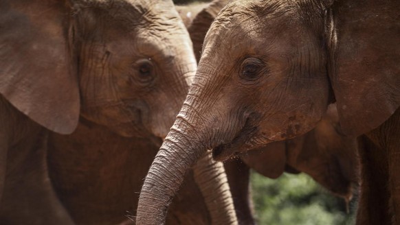 epa06659887 Orphaned baby elephants take mud baths, at the David Sheldrick Wildlife Trust Elephant Orphanage in Nairobi, Kenya, 10 April 2018. Founded by Dame Daphne Sheldrick in 1977, the elephant or ...