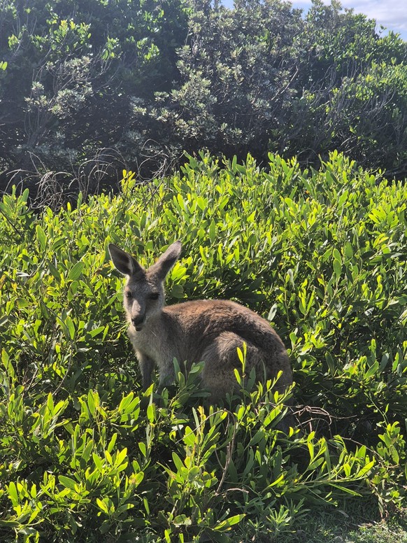 corinas bilder australien cute news