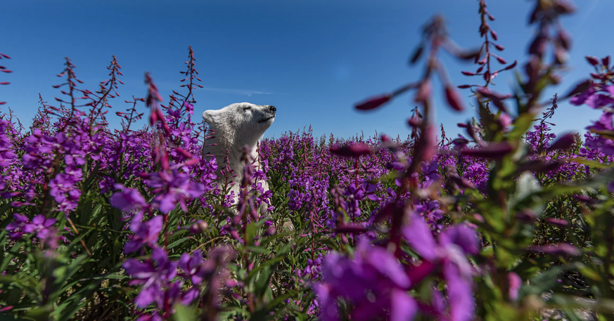 Wildlife Photographer of the Year People’s Choice Award, Eisbär