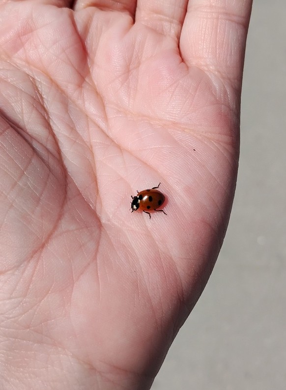 cute news tier marienkäfer

https://imgur.com/gallery/ladybug-c9fnbAk#/t/aww