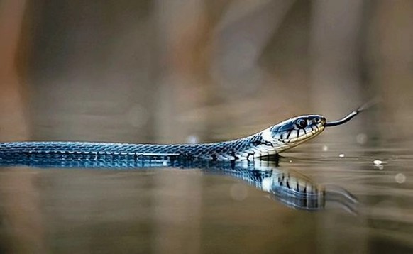 On trouve généralement la couleuvre à collier barrée dans ou près de l'eau.
