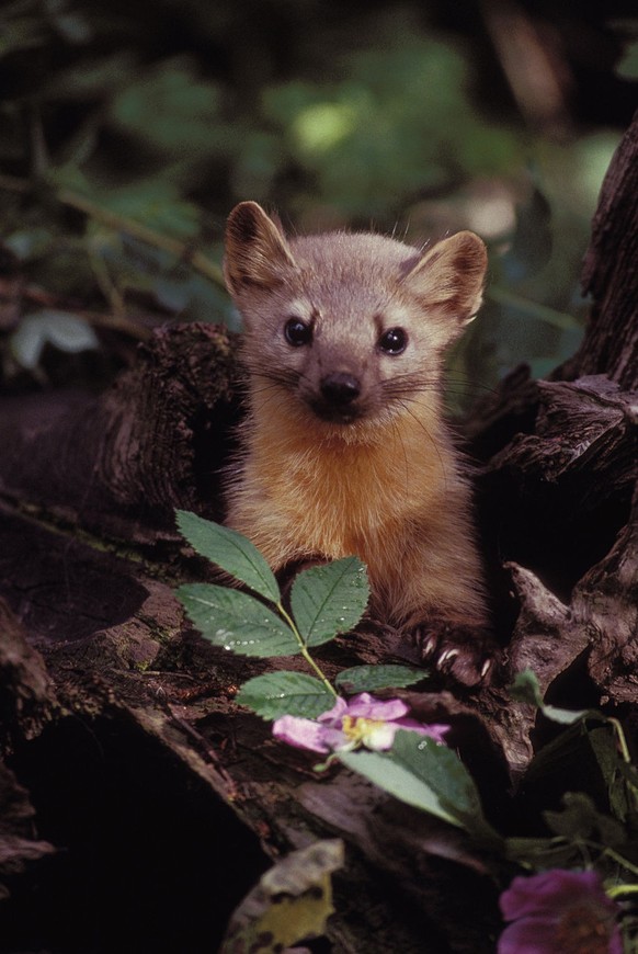 cute news tier fichtenmarder