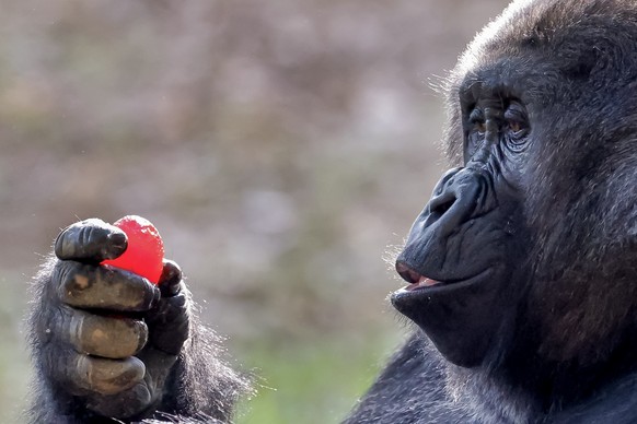 epaselect epa12041231 A member of a western lowland gorilla troop enjoys a frozen sugar-free Jell-O Easter Egg during the annual &#039;Gorilla Egg Hunt&#039; enrichment activity at Zoo Atlanta in Atla ...