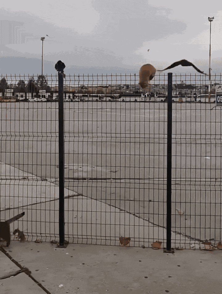 GIF animé