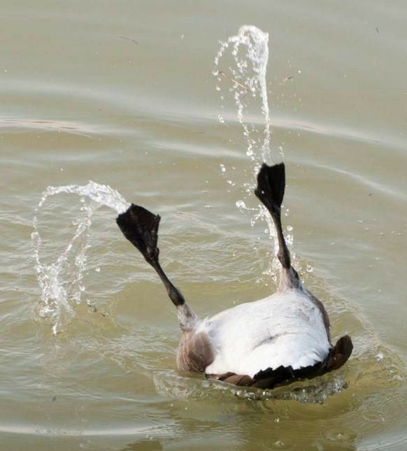 cute news tier ente

https://ch.pinterest.com/pin/3659243440233671/