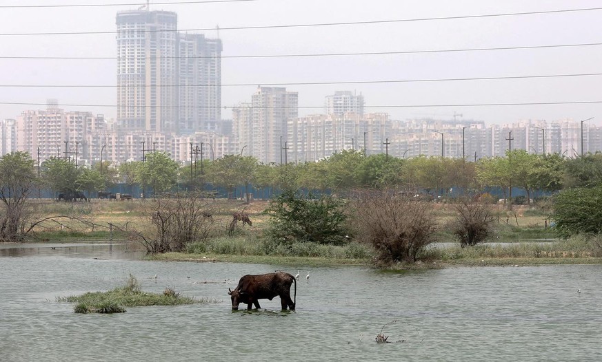 epa09920063 A cow drinks from a pond during a hot afternoon on the outskirts of New Delhi, India, 01 May 2022. According to the India Meteorological Department (IMD), Delhi and National Capital Region ...