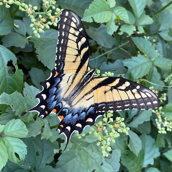 cute news animal tier schmetterling schwalbenschwanz

https://imgur.com/t/butterfly/4GzSmXf