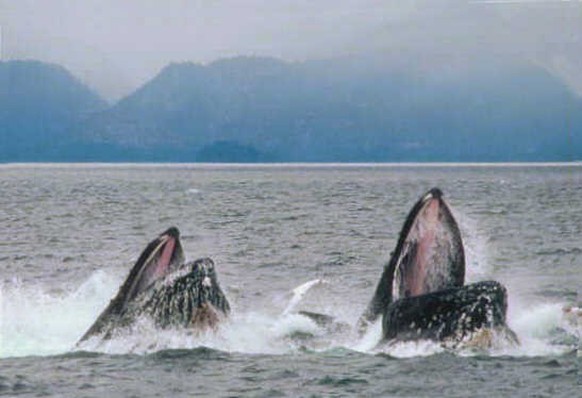Deux baleines usant de leur gueule comme d&#039;une épuisette pour se nourrir.