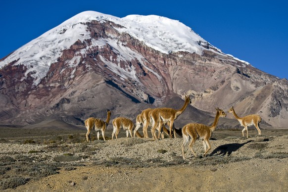 Ecuador. Wild Vicuñas in Chimborazo volvano.A conservation program in a National Park.