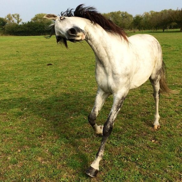 Unfotogene Tiere

https://www.reddit.com/r/funny/