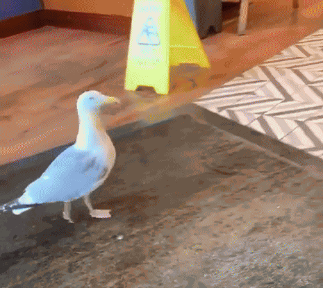 GIF animé