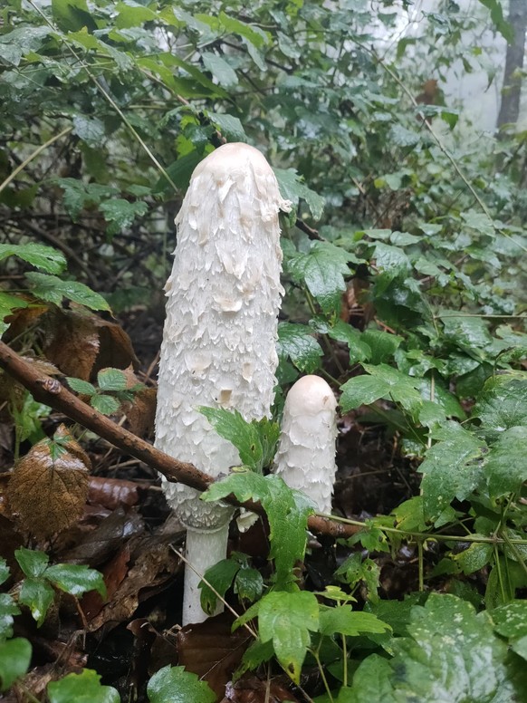 Admirez sa forme phallique d'une grande élégance.