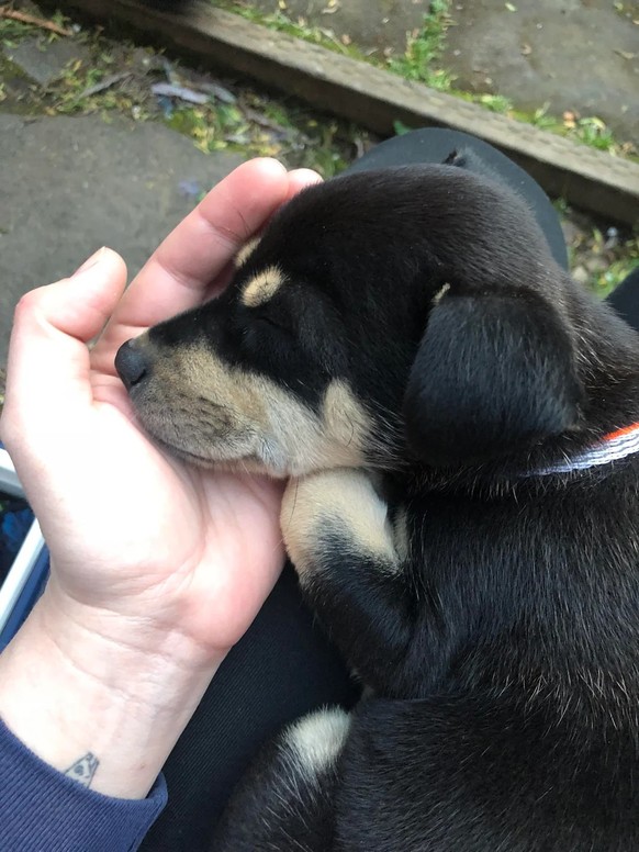 cute news tier hund

https://www.reddit.com/r/rarepuppers/comments/1kpc5uq/alll_tuckered_out/