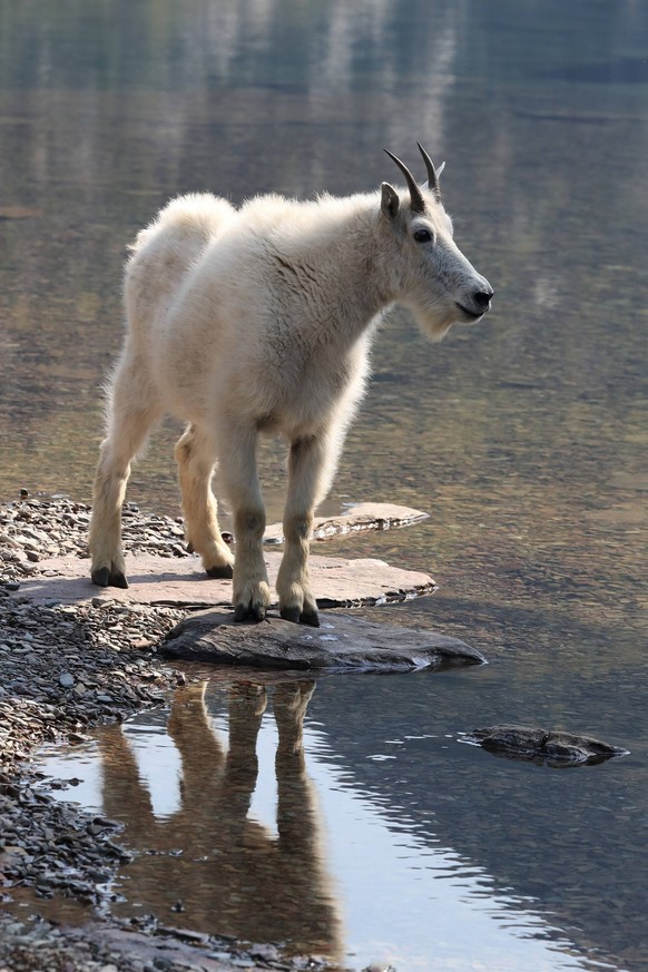 Schneeziege Mountain Goat Glacier National Park Schneeziege Mountain Goat Glacier National Park ,model released, Symbolfoto ,property released Copyright: xZoonar.com/FrankxFichtmuellerx 9702581 ,model ...