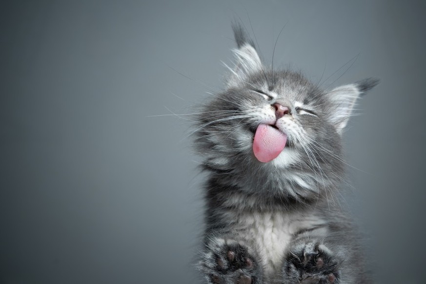 Katze