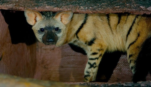 cute news tier erdwolf

https://www.reddit.com/r/NatureIsFuckingLit/comments/17l59c6/while_members_of_the_hyena_family_are_not_usually/