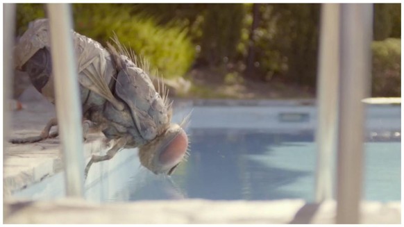 La mouche géante en question qui sirote du chlore en piscine, comme d'autres un Spritz en terrasse.