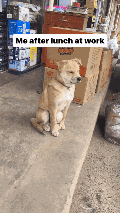 GIF animé