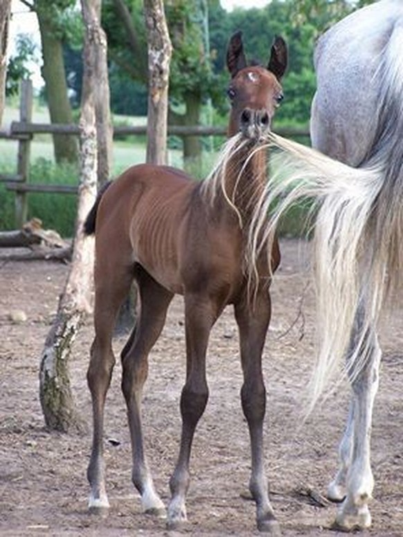 cute news tier pferd

https://ch.pinterest.com/pin/140806218077541/