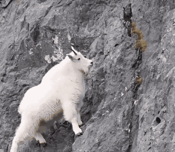 GIF animé