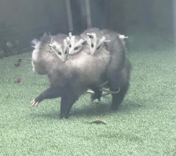 Opossum Familie Tier