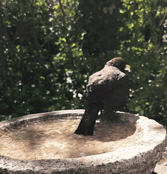 GIF animé