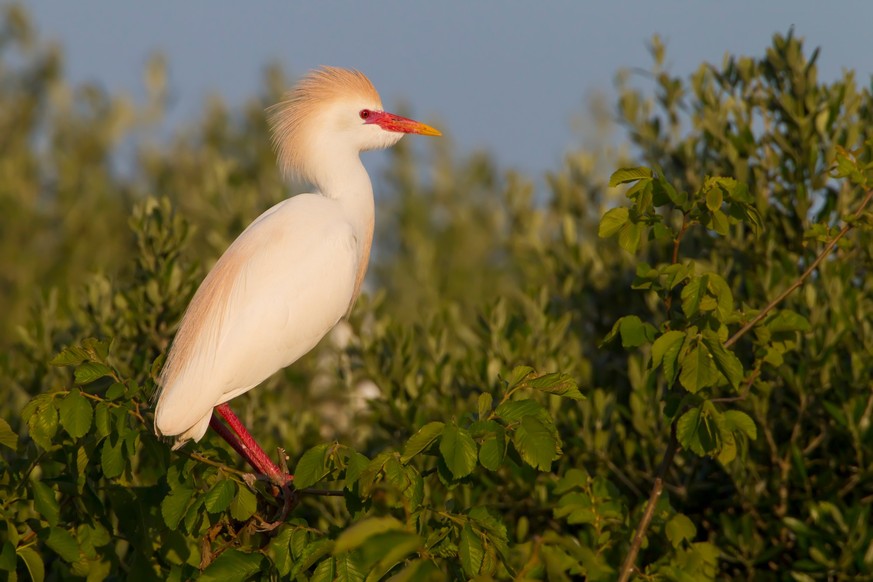 Le héron garde-bœufs ressemble à la grande aigrette, en beaucoup plus petit.