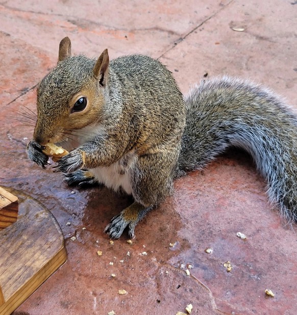 cute news animal tier eichhörnchen squirrel

https://www.reddit.com/r/squirrels/comments/x7e1t0/ok_hooman_i_know_youre_hiding_treats_hand_them/