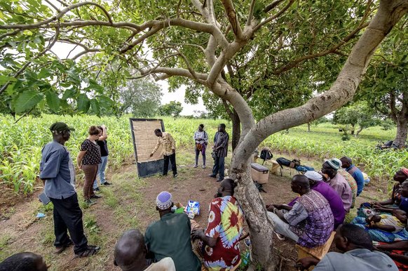 Hamado Sawadogo et son équipe animent un atelier de co-évaluation des options agronomiques à Arbollé.