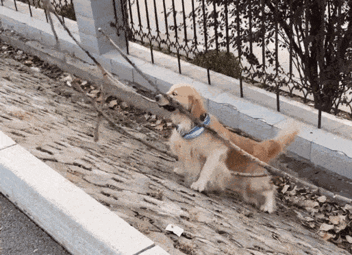 GIF animé