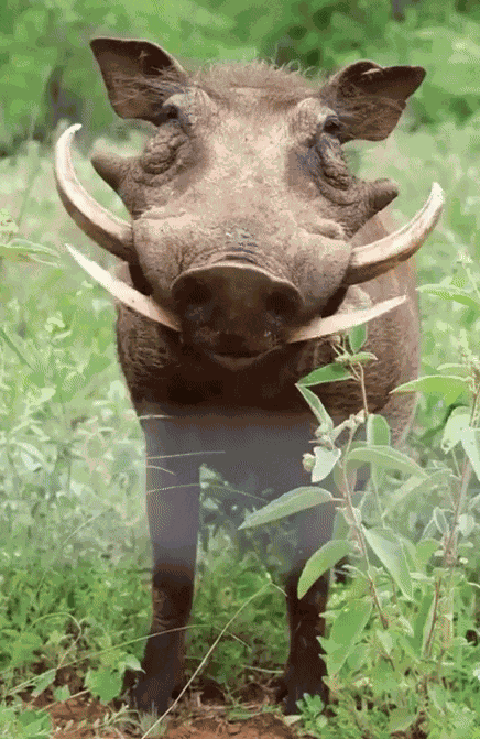 GIF animé
