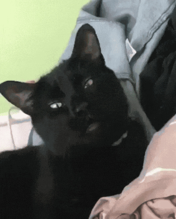 GIF animé