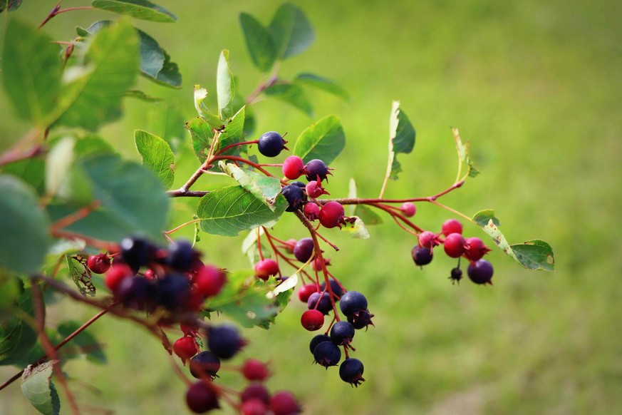 Amelanchier alnifolia, Amélanchier.