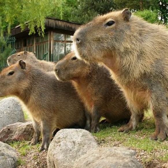 cute news tier capybara

https://www.reddit.com/r/capybara/comments/191vbbk/left_to_right_gertha_garry_gorp_and_gort_the/