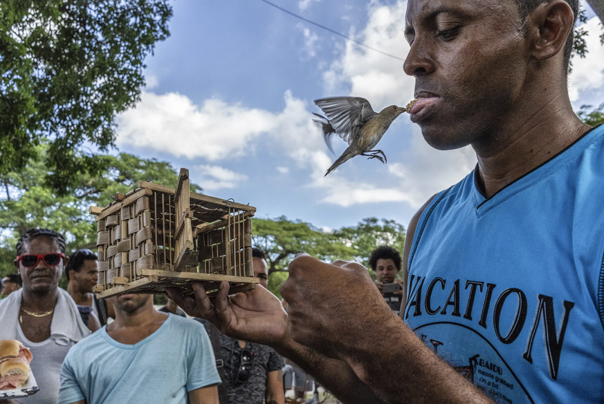 Nourrissage inhabituel des oiseaux.