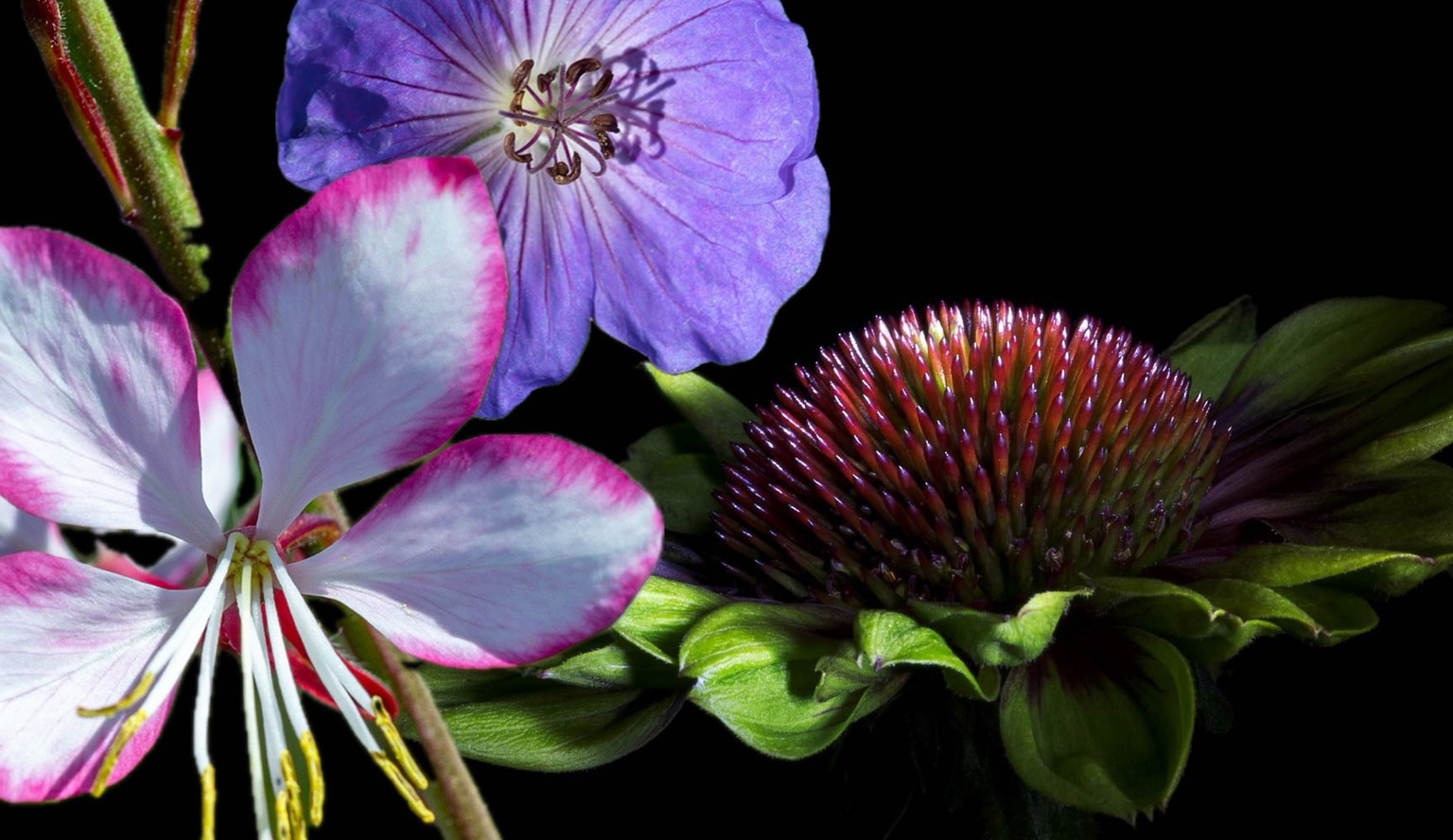Fleuries ou séchées, ces plantes prêtent encore leur beauté à vos extérieurs.