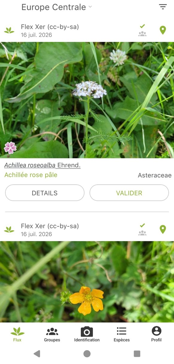 Même avec une photo assez banale, l'application estimait à 24% la probabilité qu'il s'agisse d'une prêle d'hiver.