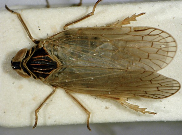 Petite et discrète: ici, la cicadelle de la flavescence dorée du roseau.
