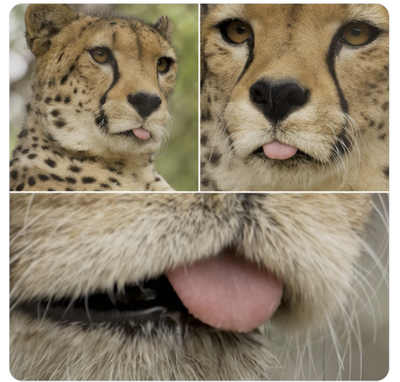 Cute News Zunge der Woche