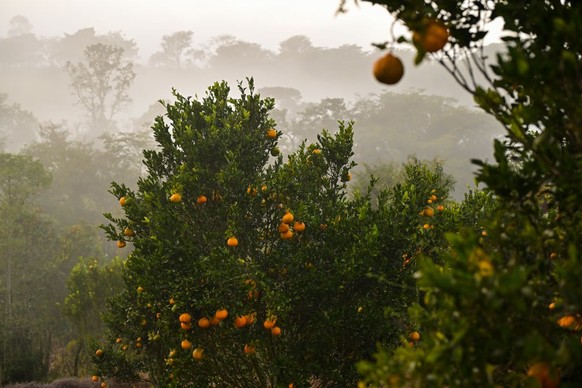 PIEDADE DOS GERAIS, BRAZIL - JUNE 7: Detail of tangerine trees at the citrus producing farm, Sitio Andrade, harvest tangerines on June 7, 2024 in Piedade dos Gerais, in the state of Minas Gerais, Braz ...
