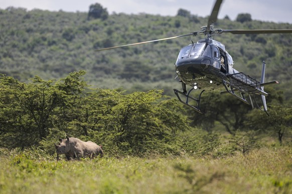A helicopter transporting veterinary personel from the Kenya Wildlife Services hovers over a young male black Rhinoceros that has been darted with a tranquilizer before being translocated to the Seger ...