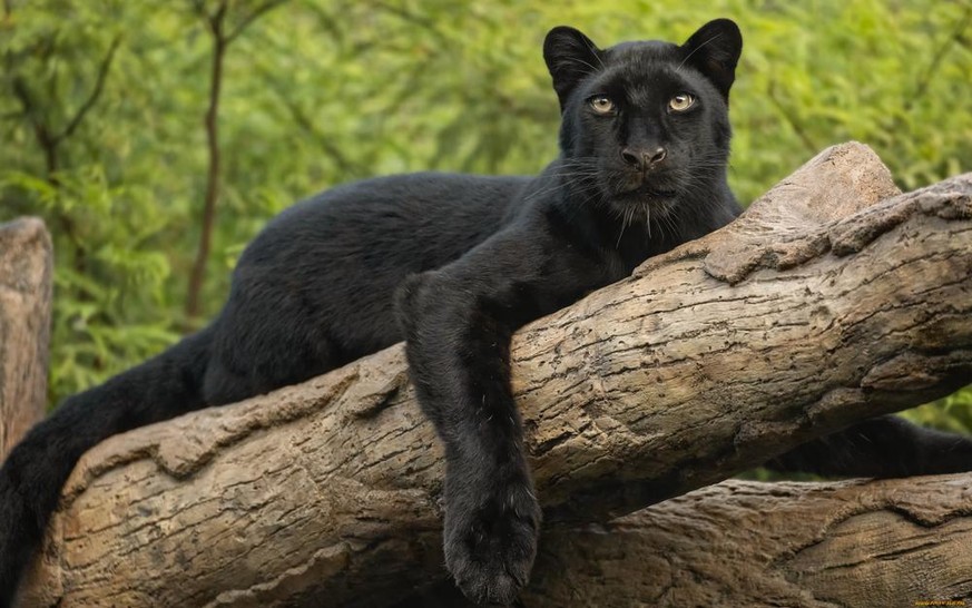 panthère noire animal zoo dubaï émirats accident félin sauvage