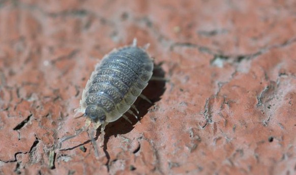 Le rouge cochenille, un colorant d'origine naturelle ?