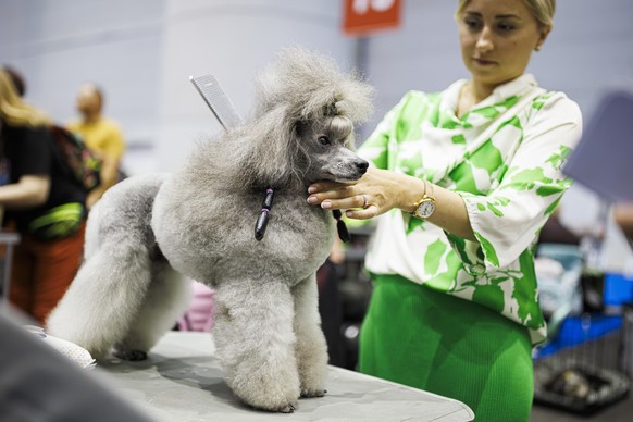 A woman grooms her dog during the "world dog show 2023" competiton in Geneva, Switzerland, Saturday, August 26, 2023. Participants from 80 countires are presenting over 21'500 dogs from ...
