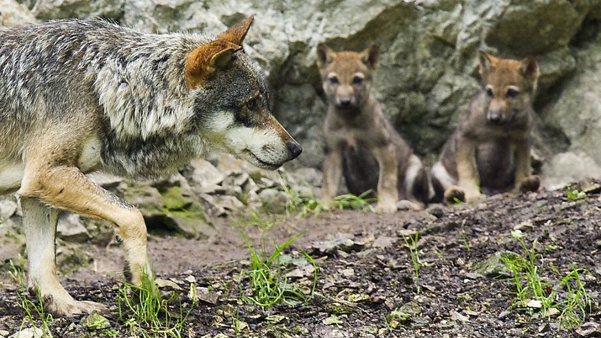 Jungwölfe mit ihrer Mutter im Juraparc: Im Gegensatz zu einem Bündner Wolfsrudel, das nun teilweise abgeschossen werden soll, riskieren diese Wölfe nichts. (Archivbild)