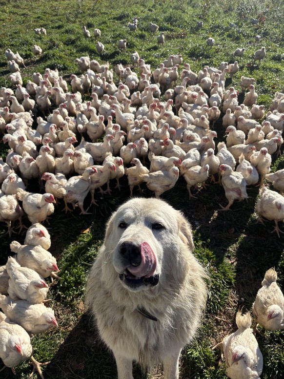 cute news tier hund

https://www.reddit.com/r/dogswithjobs/comments/1vvbk9x/maremma_at_work_guarding_his_flock_of_chickens/
