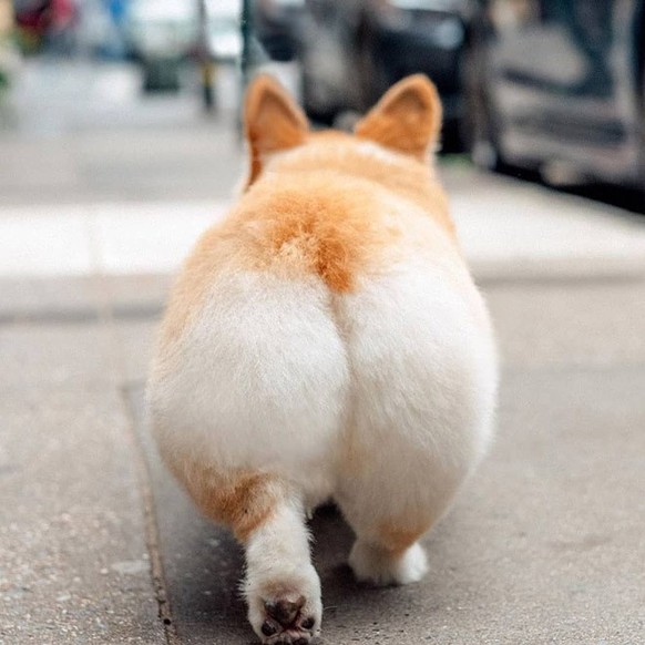 Les corgis sont trop chou.
